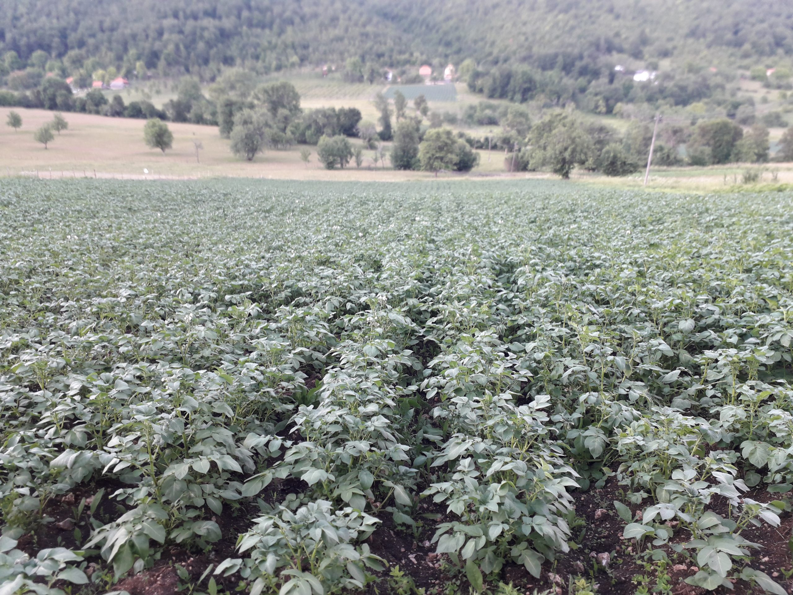 Proizvodnja krompira raste uprkos poteškoćama u plasmanu