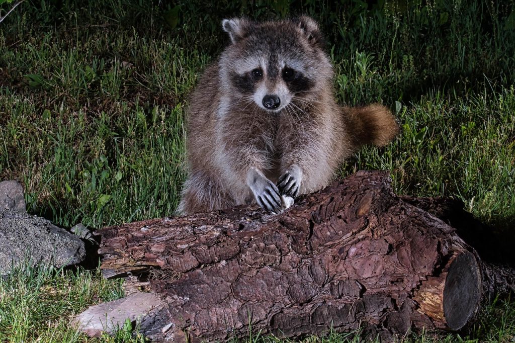 Kako je pijani rakun postao kralj marketinga